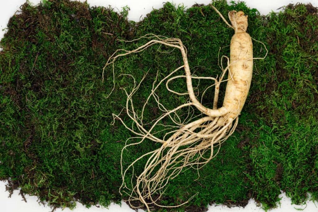 A piece of ginseng on a green grass.