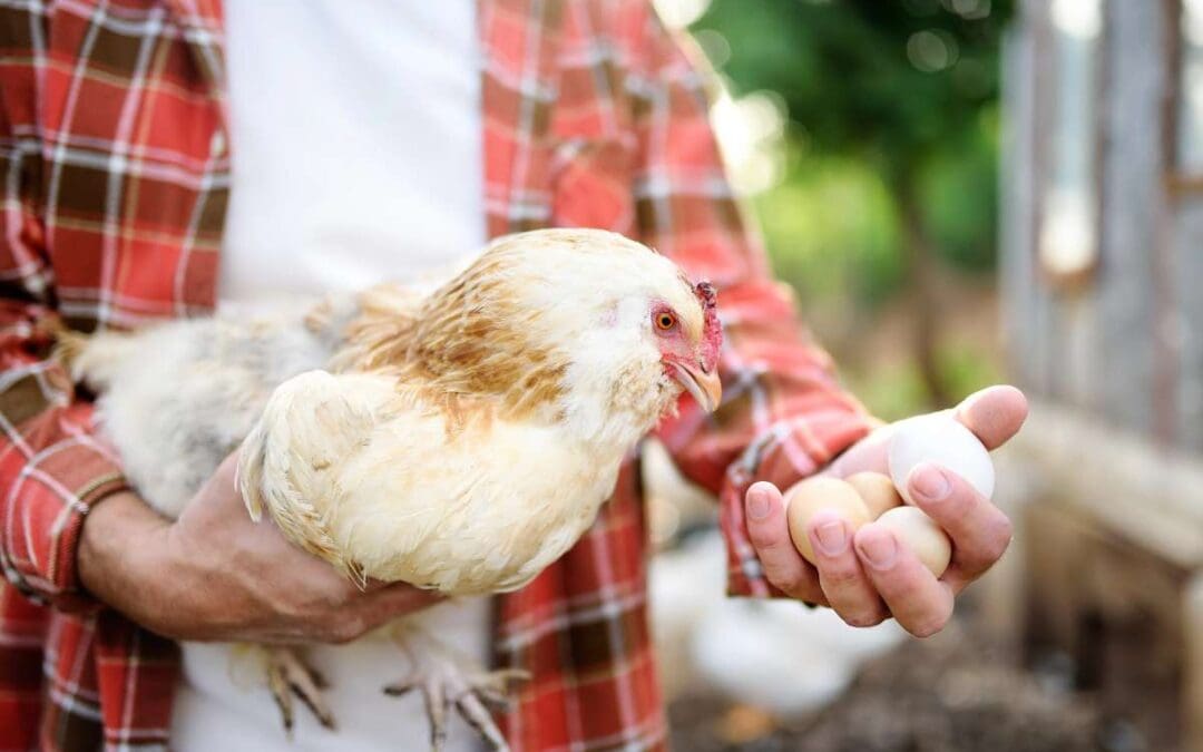 Farmer collecting fresh organic eggs on chicken farm.