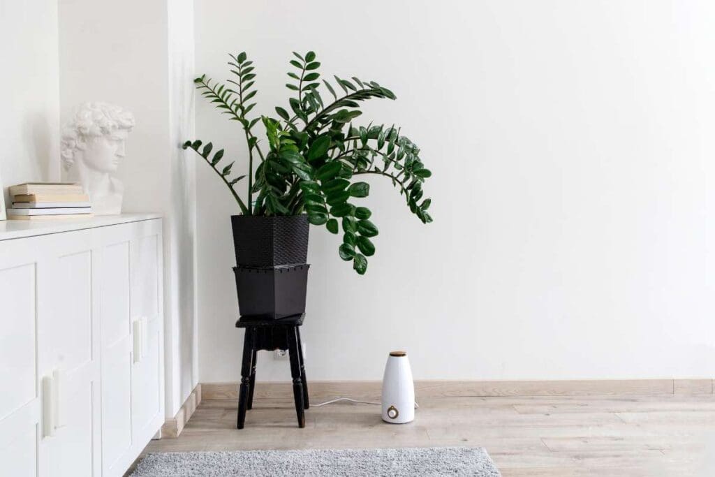 Zamioculcas plant in the clay pot on black stool and an air purifier on the floor.